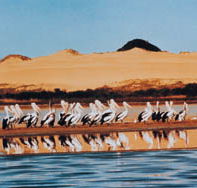 Coorong National Park - St Kilda Accommodation