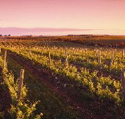 Ralph Fowler Wines - St Kilda Accommodation