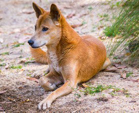 Territory Wildlife Park - St Kilda Accommodation 2