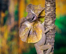 Territory Wildlife Park - St Kilda Accommodation 1