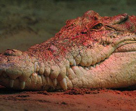 Territory Wildlife Park - St Kilda Accommodation 3