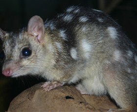 Territory Wildlife Park - St Kilda Accommodation 6