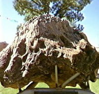 Fossilised Tree - St Kilda Accommodation