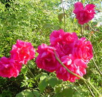 Bishop's Lodge Historic House and Heritage Rose Garden - St Kilda Accommodation