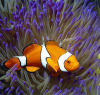Reef HQ Aquarium - St Kilda Accommodation