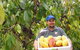 Sweet Farm Tours - thumb 0