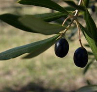 Red Rock Olives - St Kilda Accommodation
