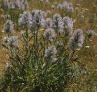 Terrick Terrick National Park - St Kilda Accommodation