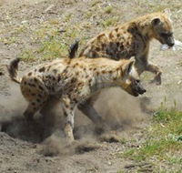 Altina Wildlife Park - St Kilda Accommodation