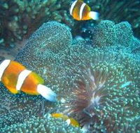 Davies Reef Dive Site - St Kilda Accommodation