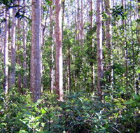 Cathu State Forest - St Kilda Accommodation