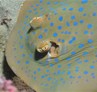 Jorgey's Patch Dive Site - St Kilda Accommodation