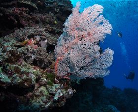 Barracuda Bommie Dive Site - St Kilda Accommodation 0