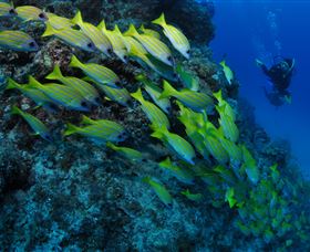 Barracuda Bommie Dive Site - St Kilda Accommodation 2