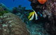 Barracuda Bommie Dive Site - thumb 3