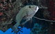 Barracuda Bommie Dive Site - thumb 1