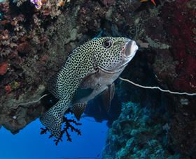 Barracuda Bommie Dive Site - St Kilda Accommodation 1