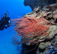 Three Sisters Dive Site - St Kilda Accommodation