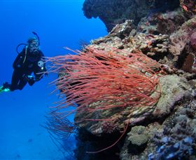 Three Sisters Dive Site - St Kilda Accommodation 0