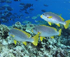 Three Sisters Dive Site - St Kilda Accommodation 1