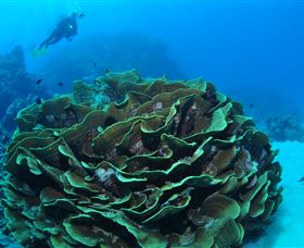 Three Sisters Dive Site - St Kilda Accommodation 2