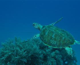 Three Sisters Dive Site - St Kilda Accommodation 3