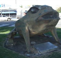 Big Cane Toad - St Kilda Accommodation