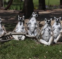 Savannah Visitor Plaza Taronga Western Plains Zoo Dubbo