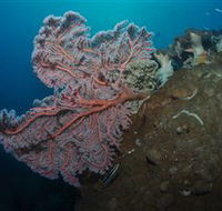 Luncheon Bay Dive Site - St Kilda Accommodation