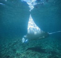 Manta Ray Bay Dive Site - St Kilda Accommodation