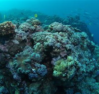 Manta Ray Drop Off Dive Site - St Kilda Accommodation