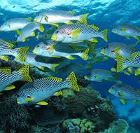 Challenger Bay Dive Site - St Kilda Accommodation