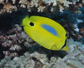 Clam Gardens Dive Site - St Kilda Accommodation 1