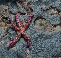 Clam Gardens Dive Site - St Kilda Accommodation