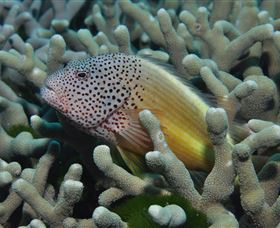 Clam Gardens Dive Site - St Kilda Accommodation 3