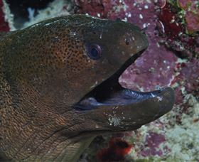 Clam Gardens Dive Site - St Kilda Accommodation 2