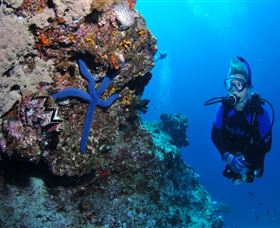 Lighthouse Bommie Dive Site - St Kilda Accommodation 0