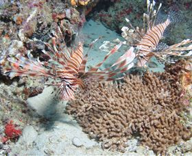 Lighthouse Bommie Dive Site - St Kilda Accommodation 3