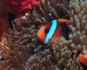 Lighthouse Bommie Dive Site - St Kilda Accommodation 2