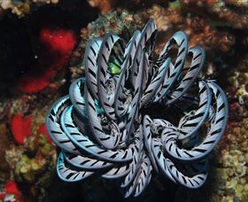 Lighthouse Bommie Dive Site - St Kilda Accommodation 1