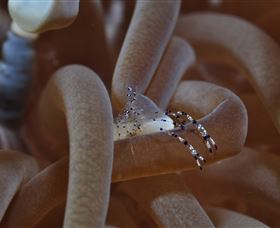Monolith Dive Site - St Kilda Accommodation 1