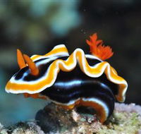 Monolith Dive Site - St Kilda Accommodation