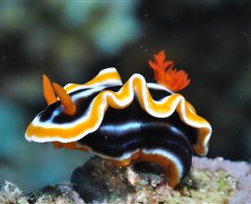 Monolith Dive Site - St Kilda Accommodation 0