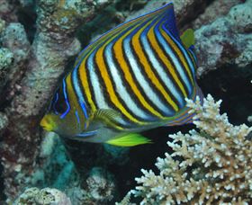 Monolith Dive Site - St Kilda Accommodation 3