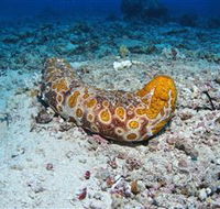 Two Towers Dive Site - St Kilda Accommodation
