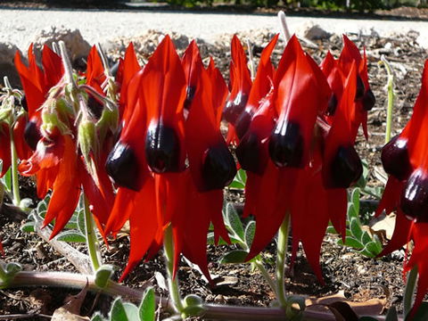 Australian Inland Botanic Gardens - St Kilda Accommodation 1