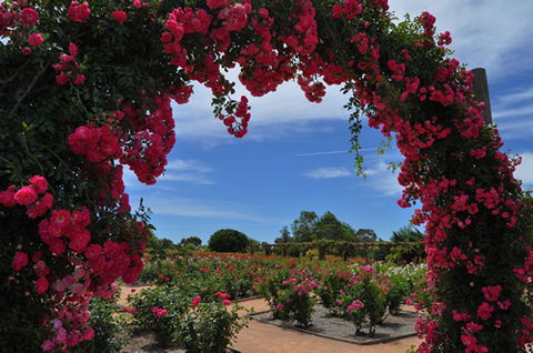 Australian Inland Botanic Gardens - St Kilda Accommodation 3