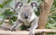 The Rockhampton Zoo - thumb 1