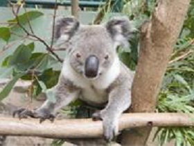 The Rockhampton Zoo - St Kilda Accommodation 1