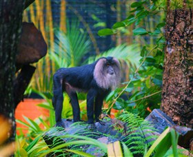 The Rockhampton Zoo - St Kilda Accommodation 3